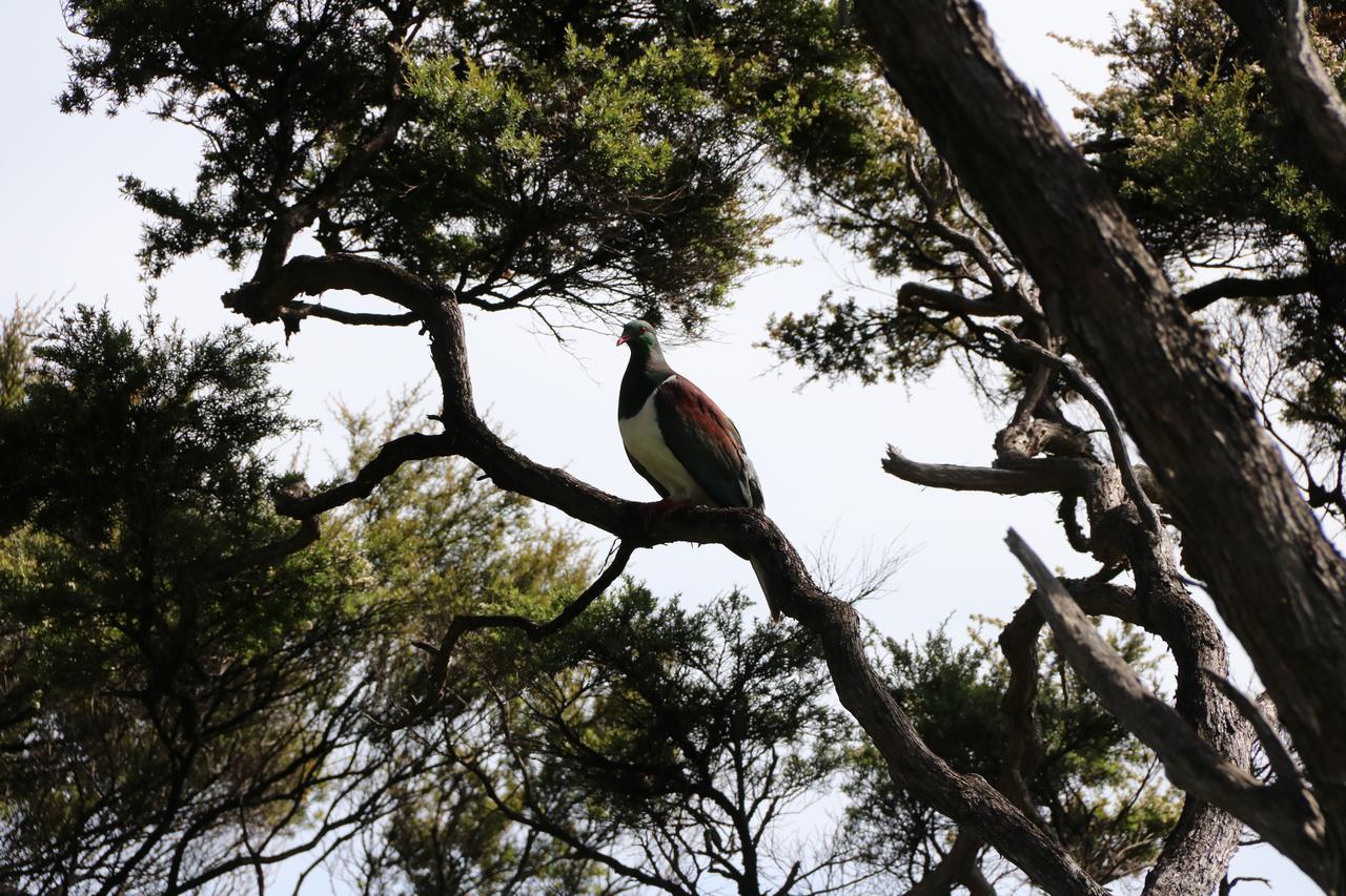 Kaka Ridge Retreat Luxury Cottage Tawharanui エクステリア 写真