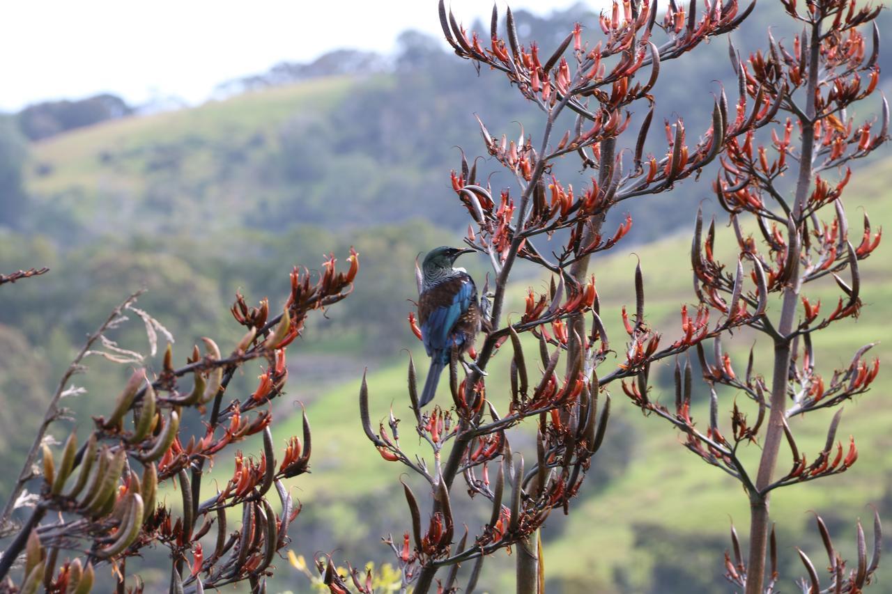 Kaka Ridge Retreat Luxury Cottage Tawharanui エクステリア 写真